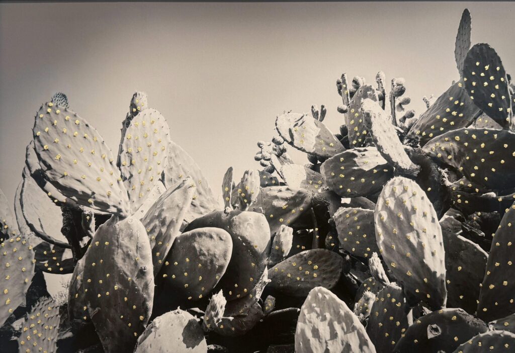 Lara Sayılgan “Park ” ve “Unborn Lotus”  İsimliEserleriyle Asia Now Paris’te.